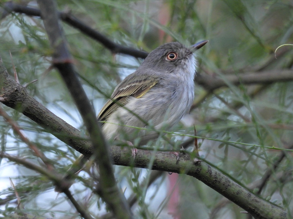 Pearly-vented Tody-Tyrant - ML646930757