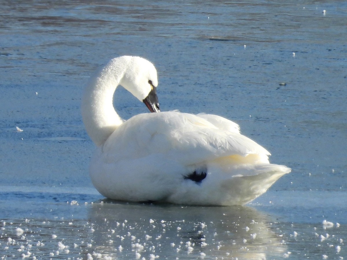 Tundra Swan - ML646930761