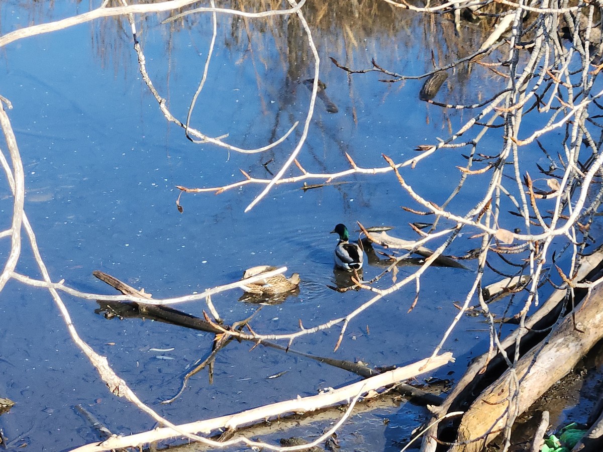 Mallard - ML646930763