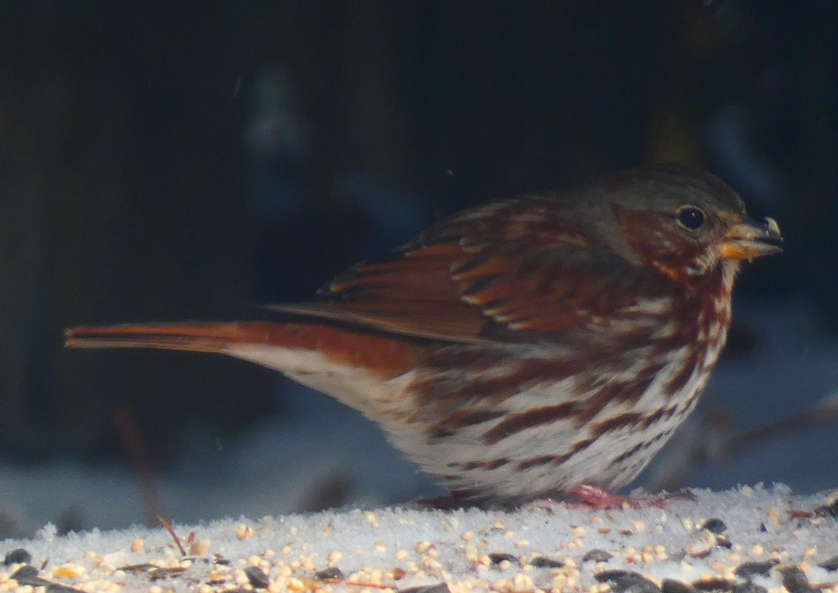 strnadec kaštanový - ML646930765