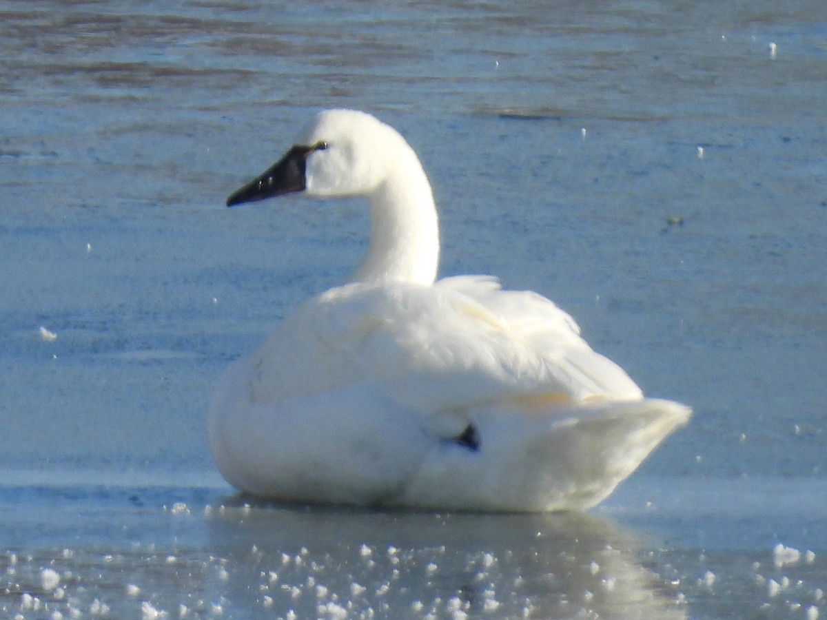 Tundra Swan - ML646930766