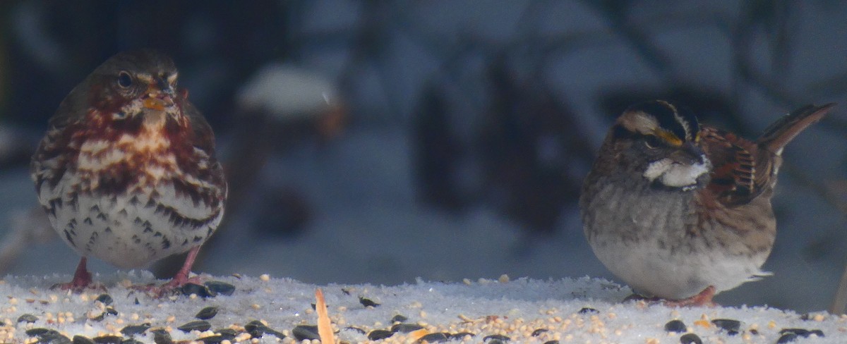 strnadec kaštanový - ML646930768