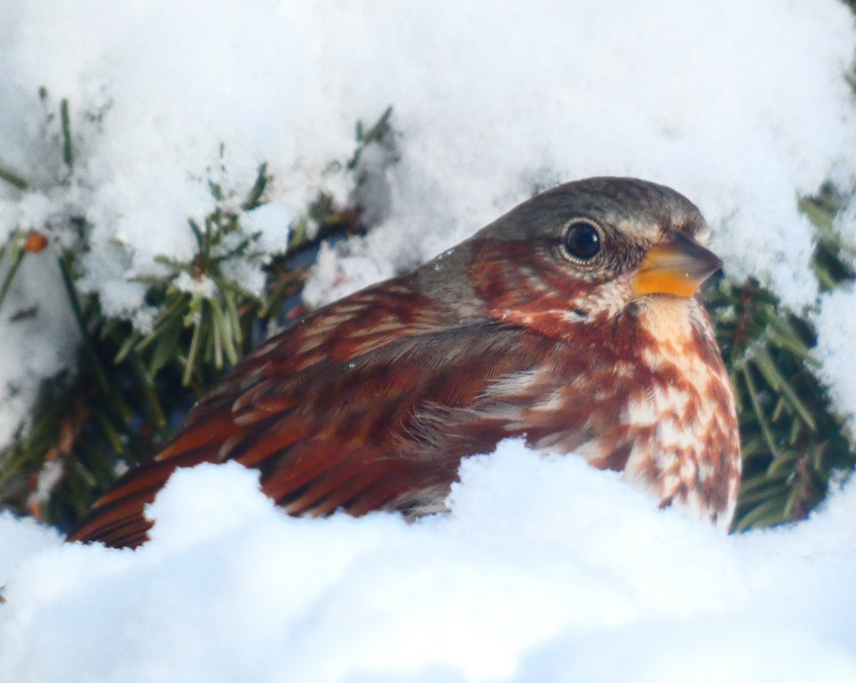 strnadec kaštanový - ML646930769