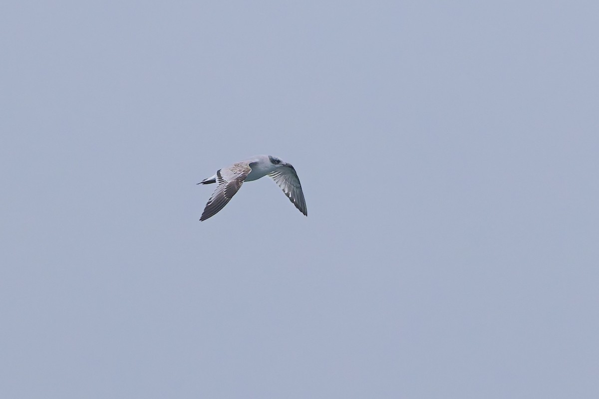 Mediterranean Gull - ML646930770