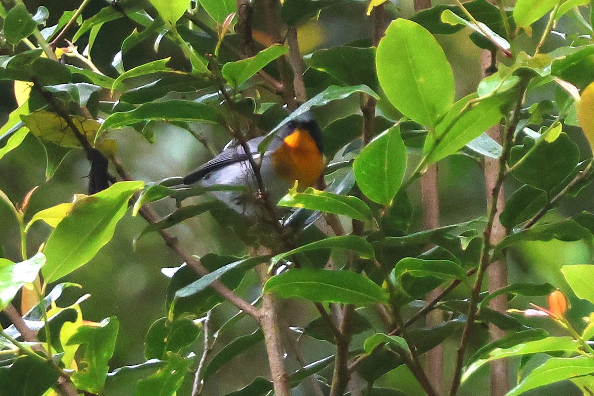Flame-throated Warbler - ML646930771