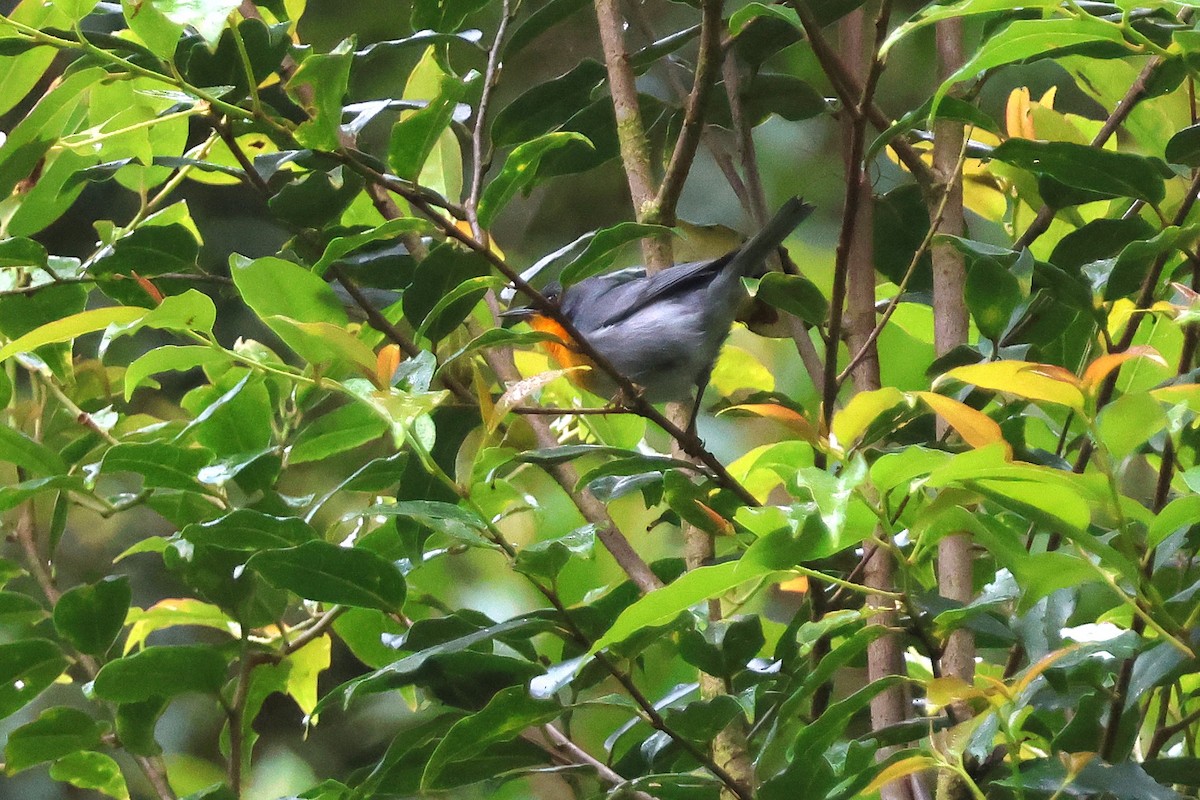 Flame-throated Warbler - ML646930772