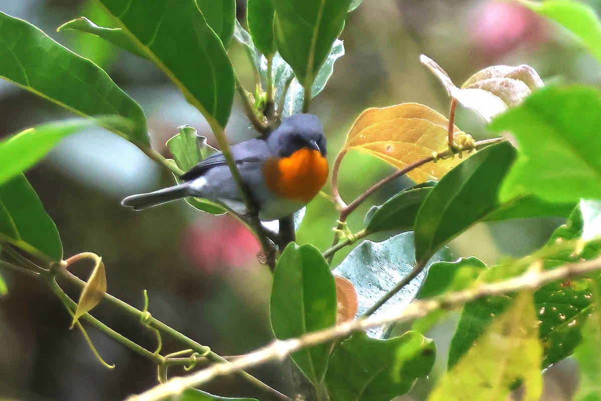 Flame-throated Warbler - ML646930773