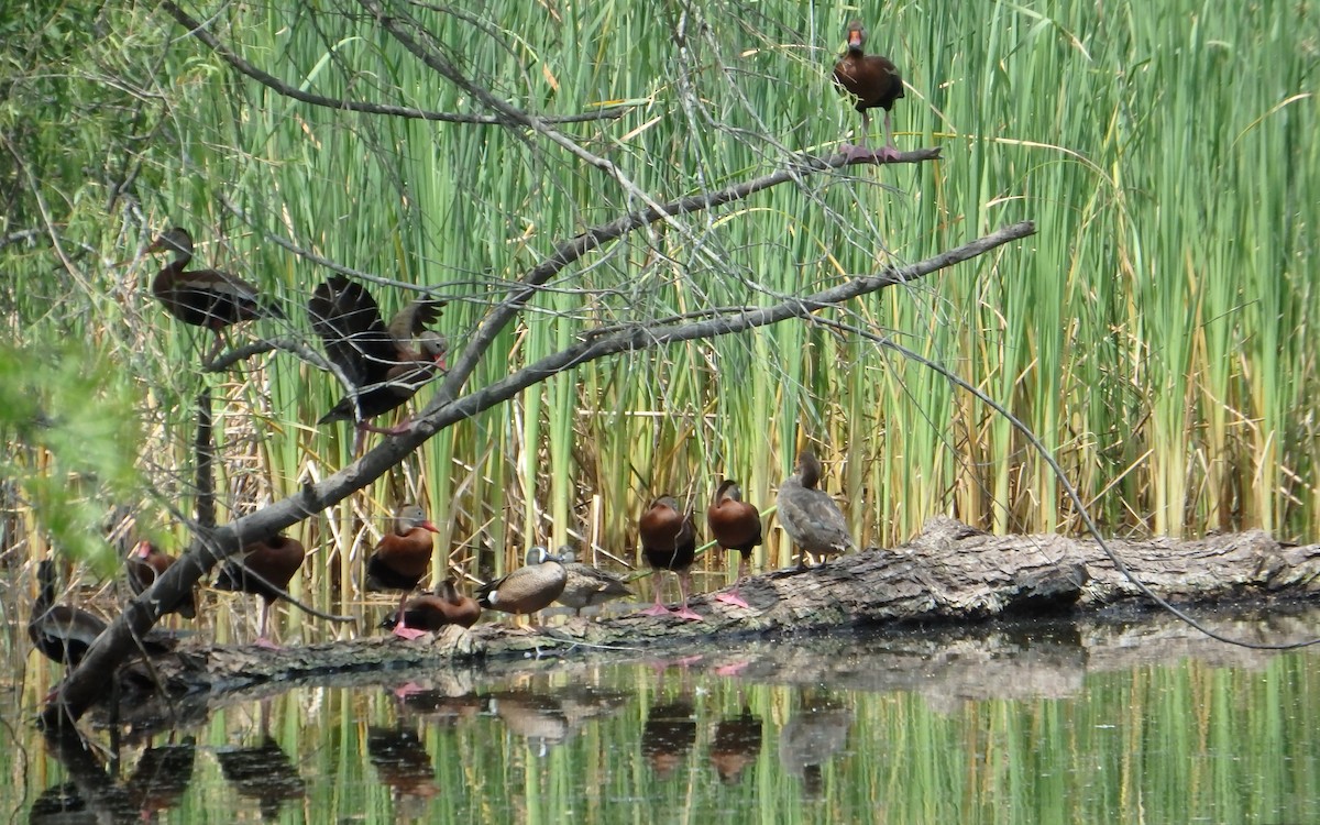 rødnebbplystreand - ML646930777