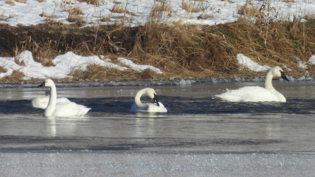 Trumpeter Swan - ML646930778