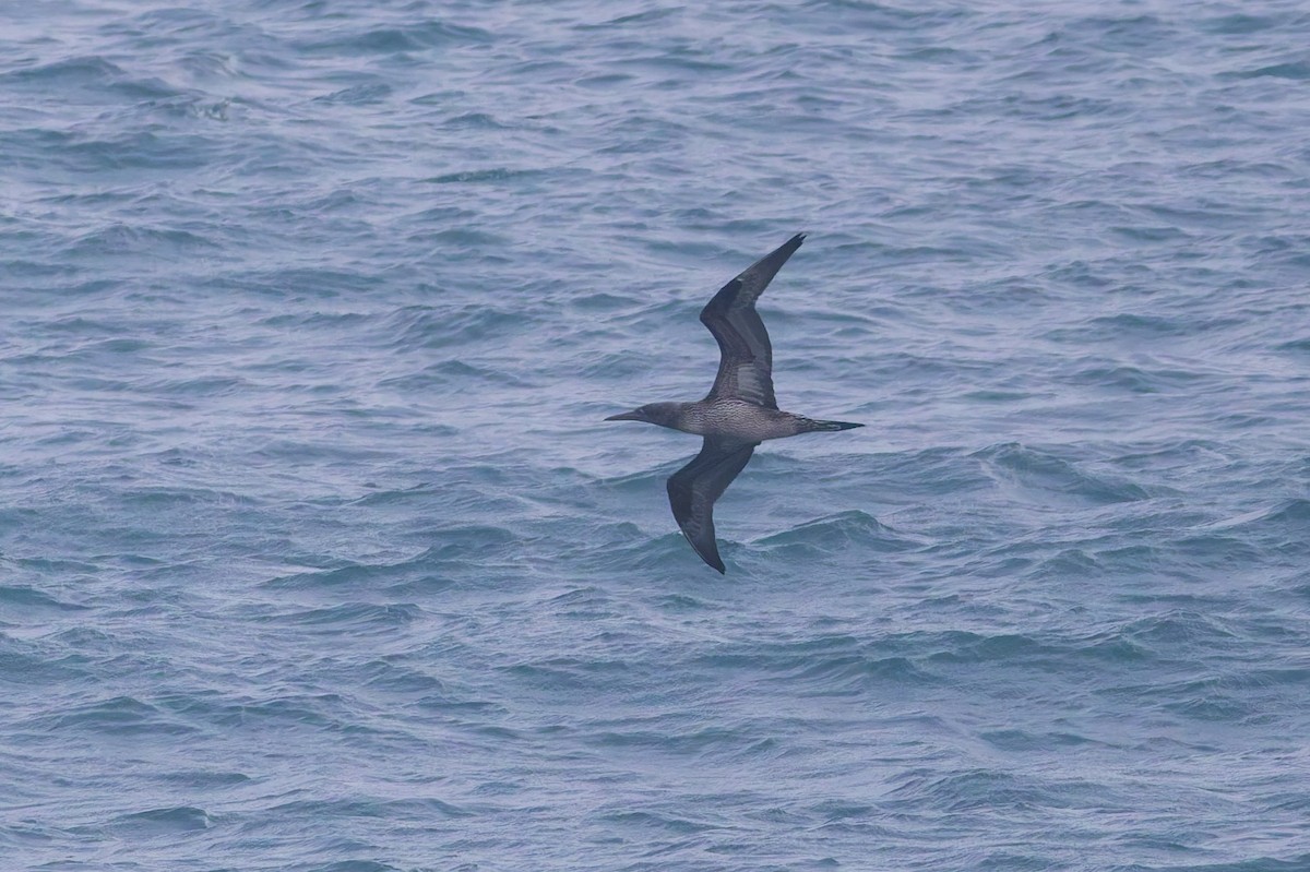 סולה מצויה - ML646930779