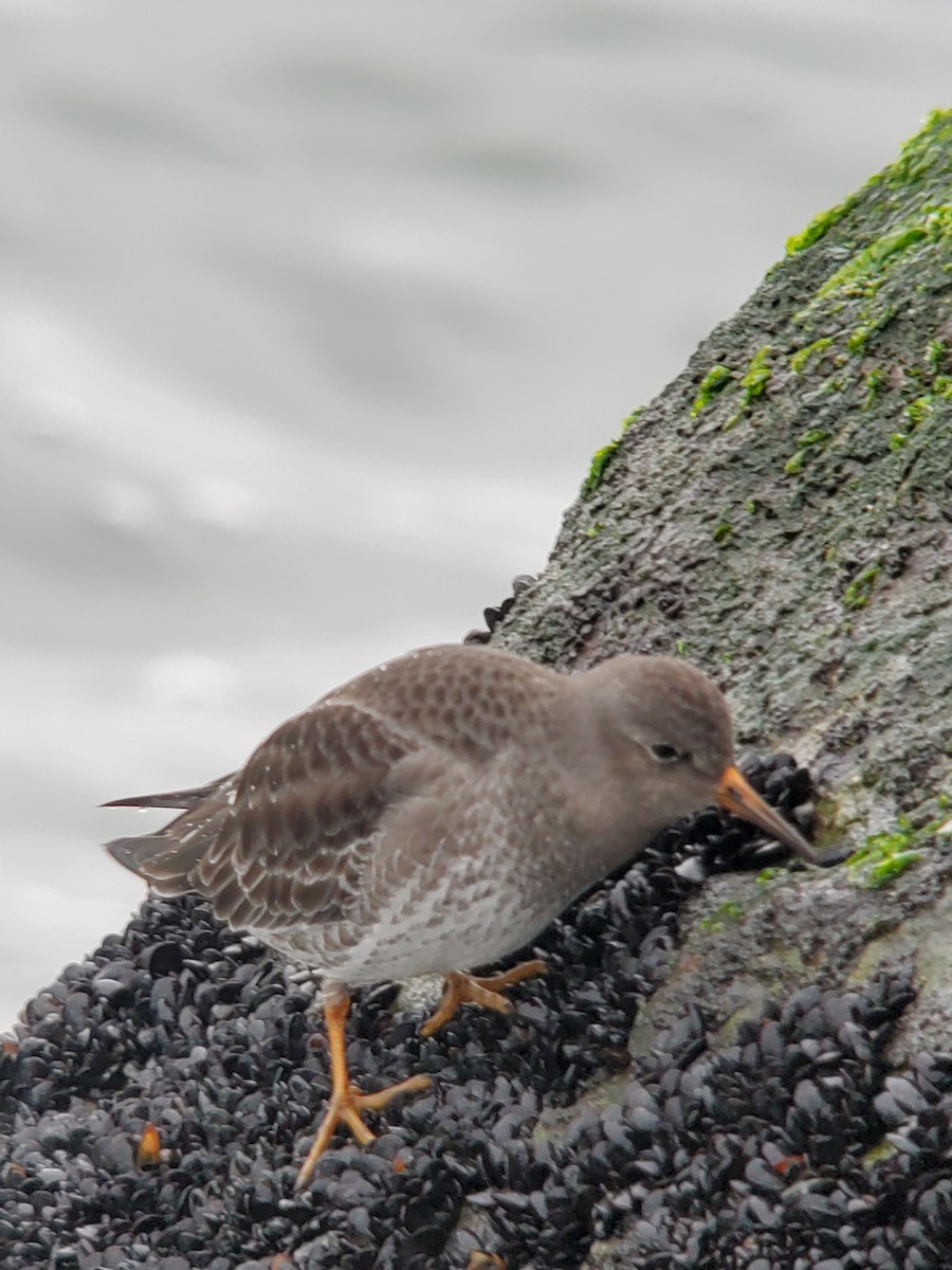 ムラサキハマシギ - ML646930780