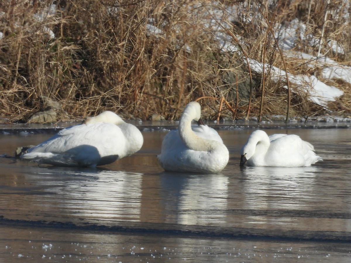 Tundra Swan - ML646930782