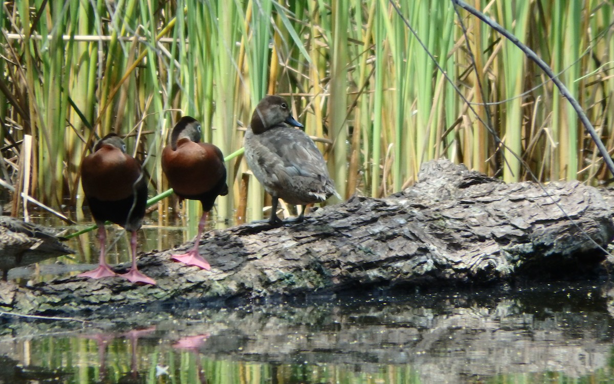 blåvingeand - ML646930786