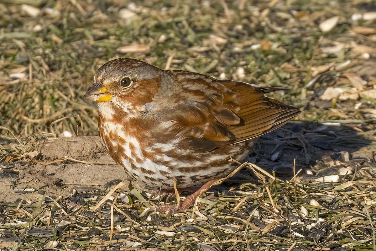 Fox Sparrow - ML646930793