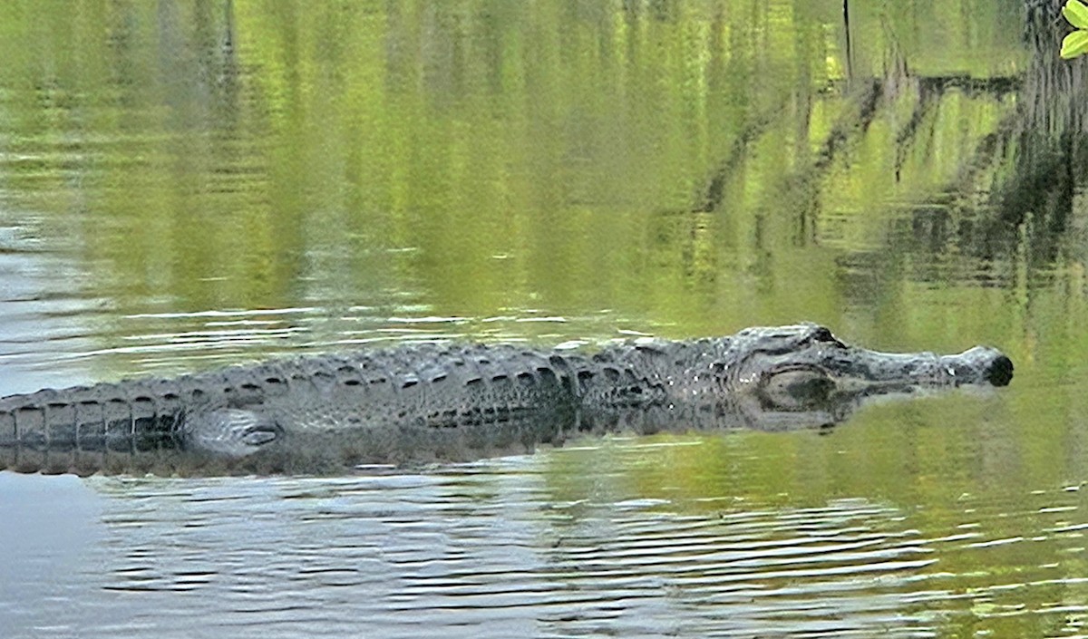 Animals - ML646930795