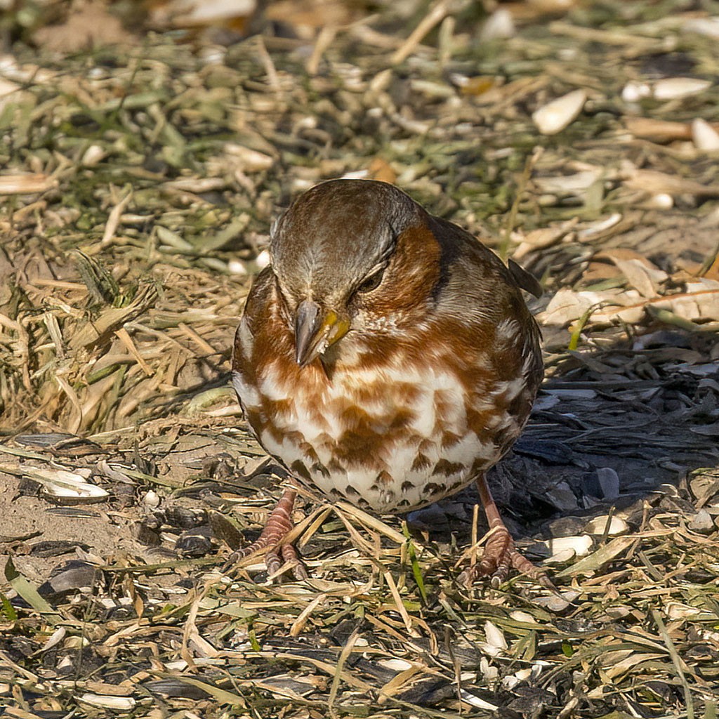 Fox Sparrow - ML646930800