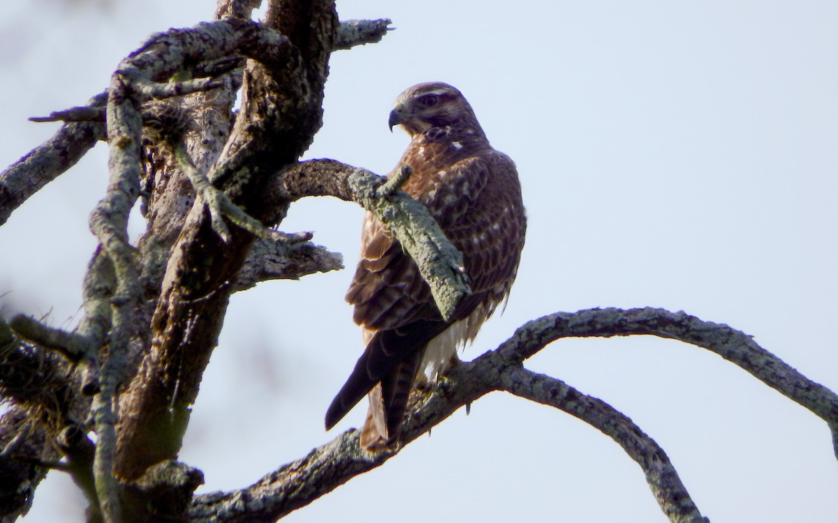 prærievåk - ML646930801