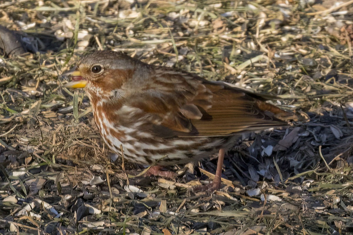 Fox Sparrow - ML646930803