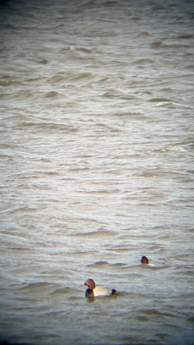 Common Pochard - ML646930804