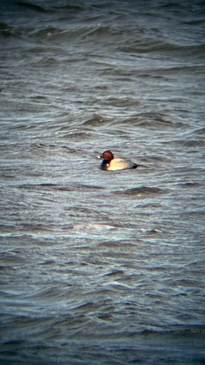 Common Pochard - ML646930805