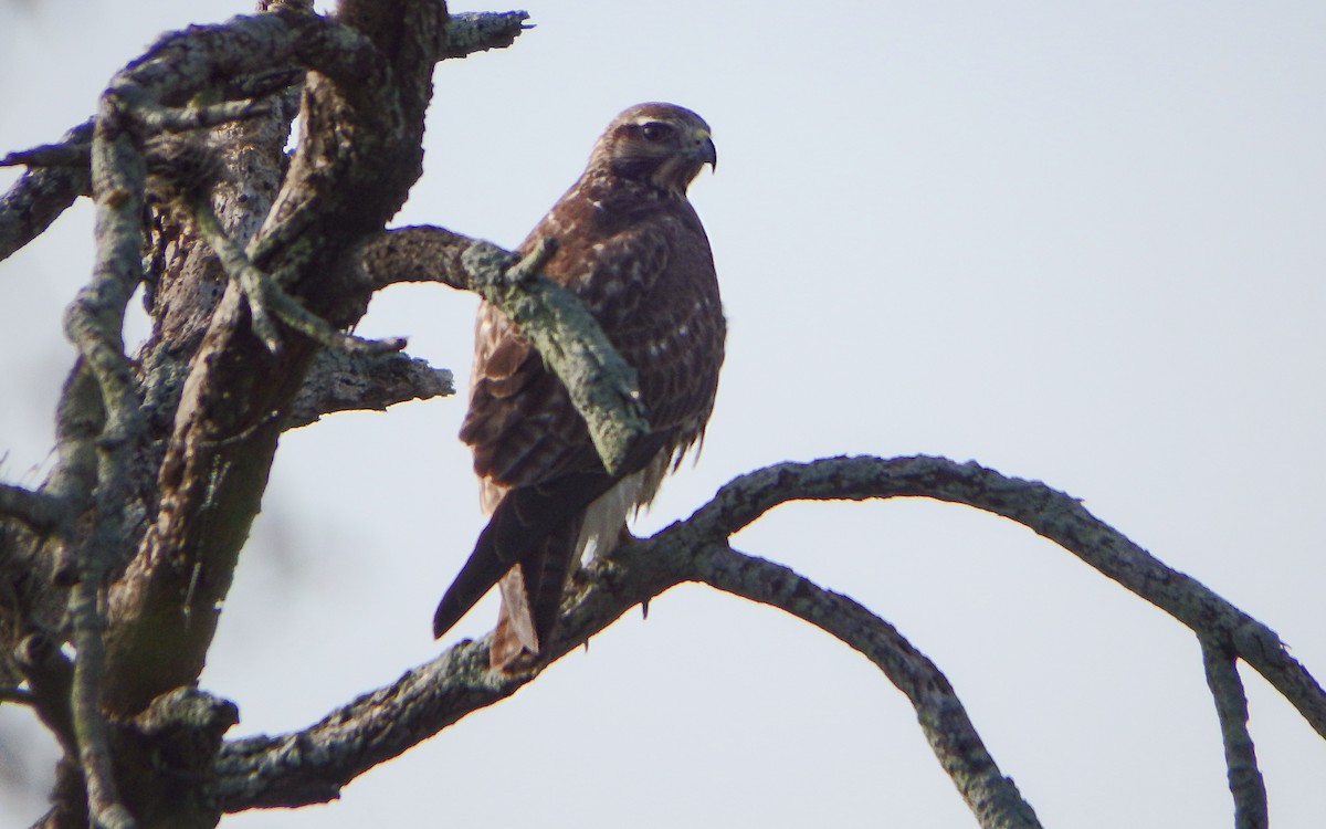 prærievåk - ML646930806