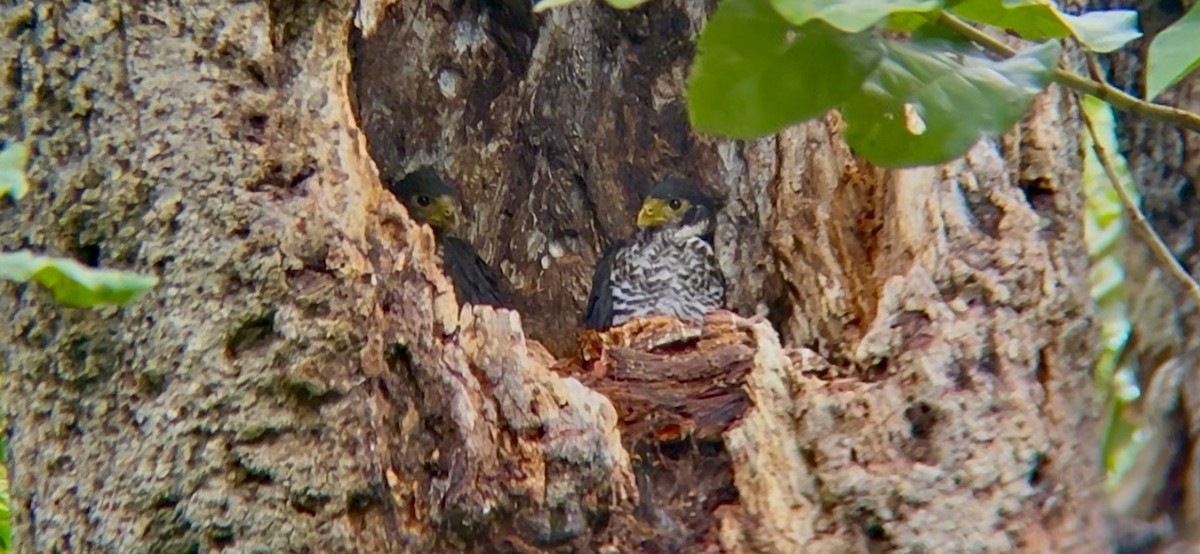 Collared Forest-Falcon - ML646930807