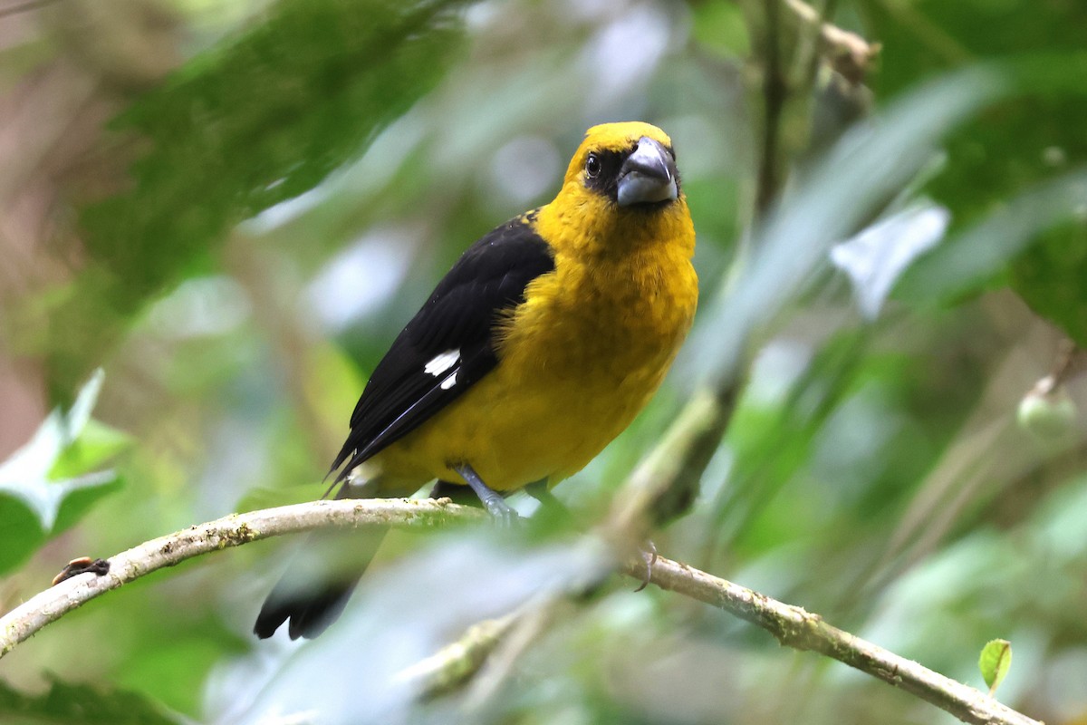 Black-thighed Grosbeak - ML646930809