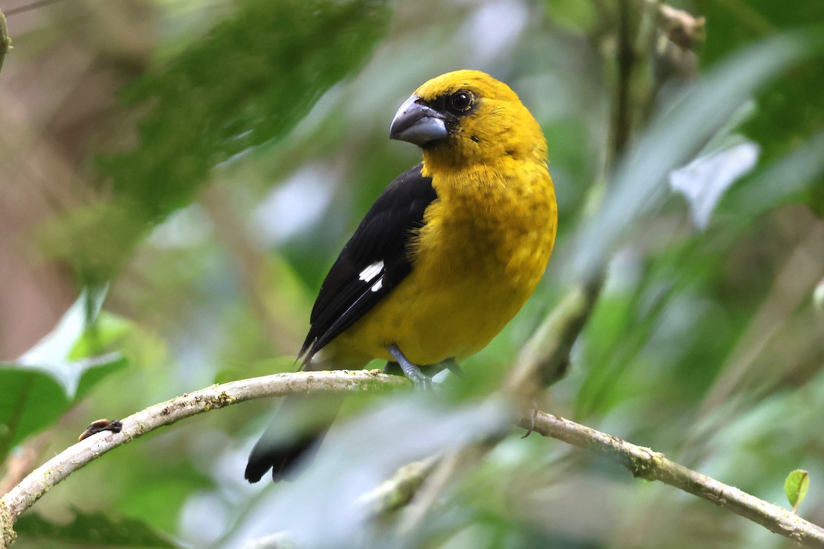 Black-thighed Grosbeak - ML646930810