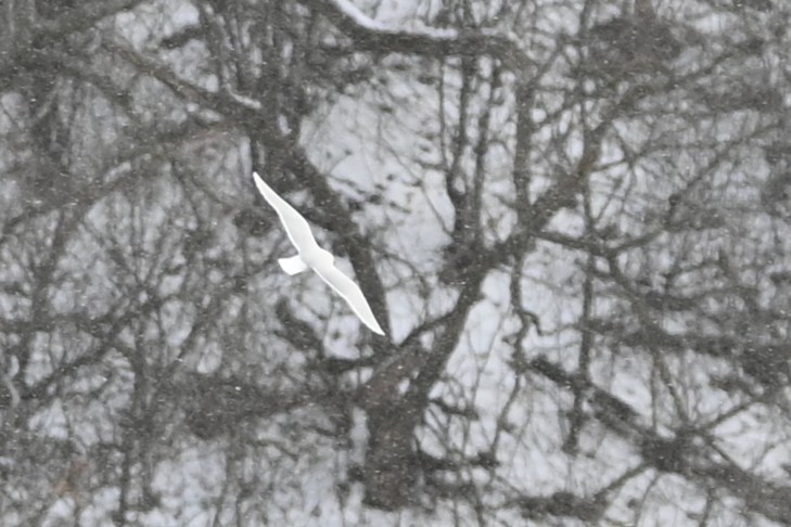 Little Gull - ML646930813