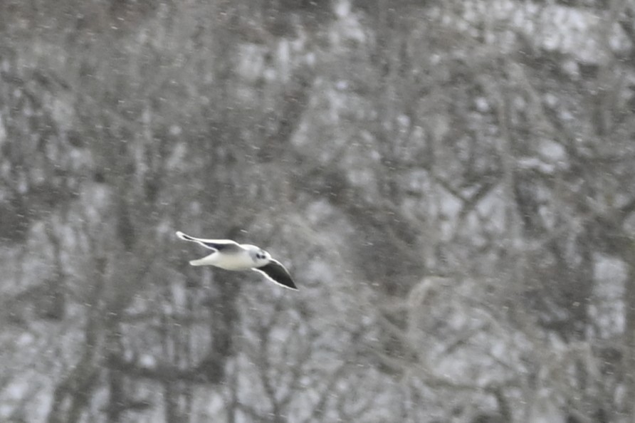 Little Gull - ML646930814
