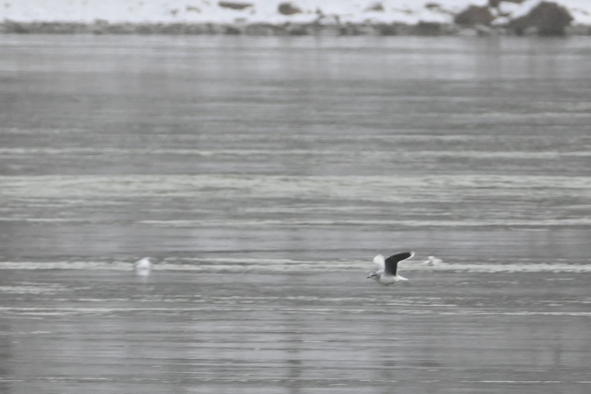 Little Gull - ML646930815