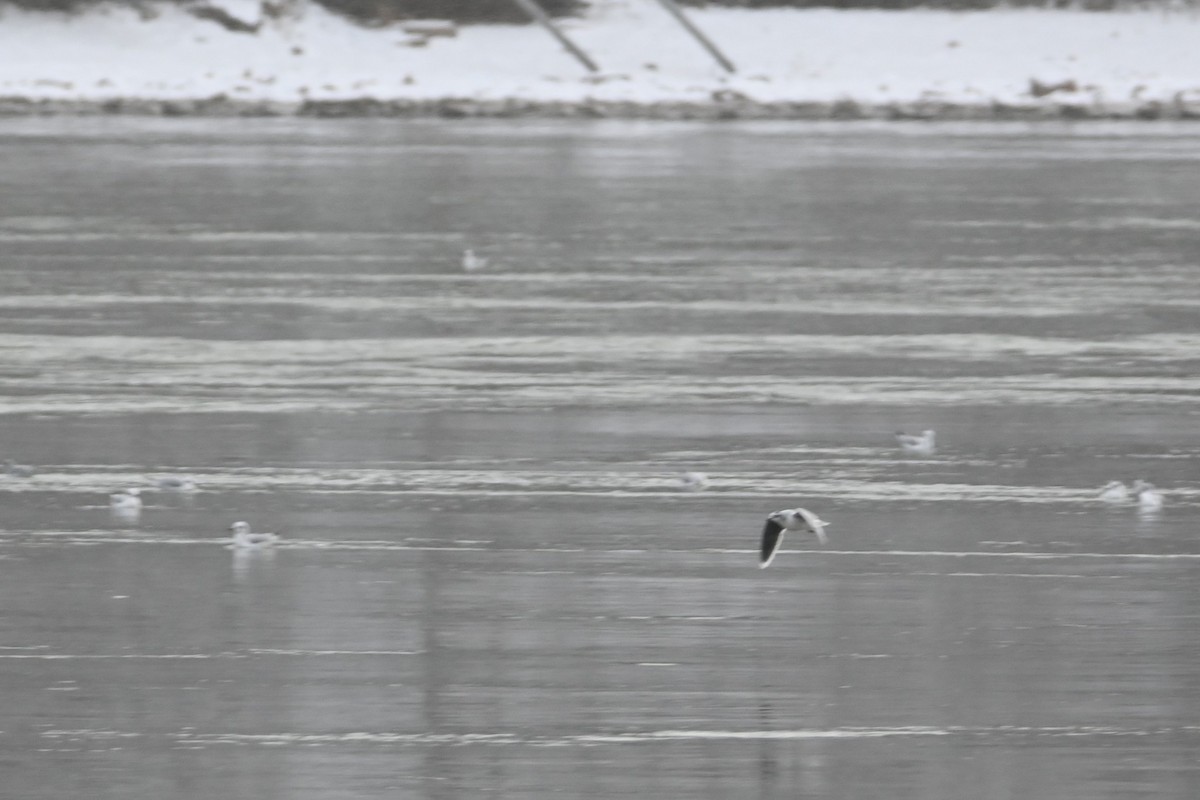 Little Gull - ML646930816