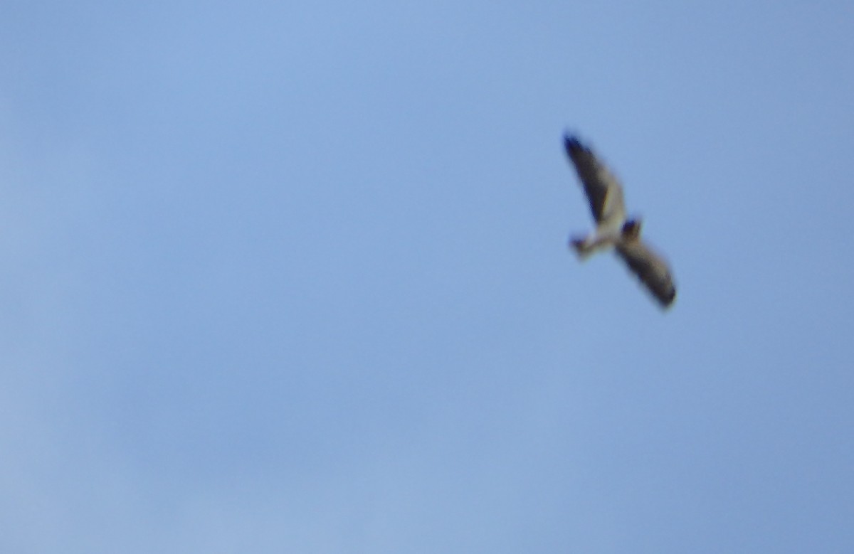 prærievåk - ML646930822