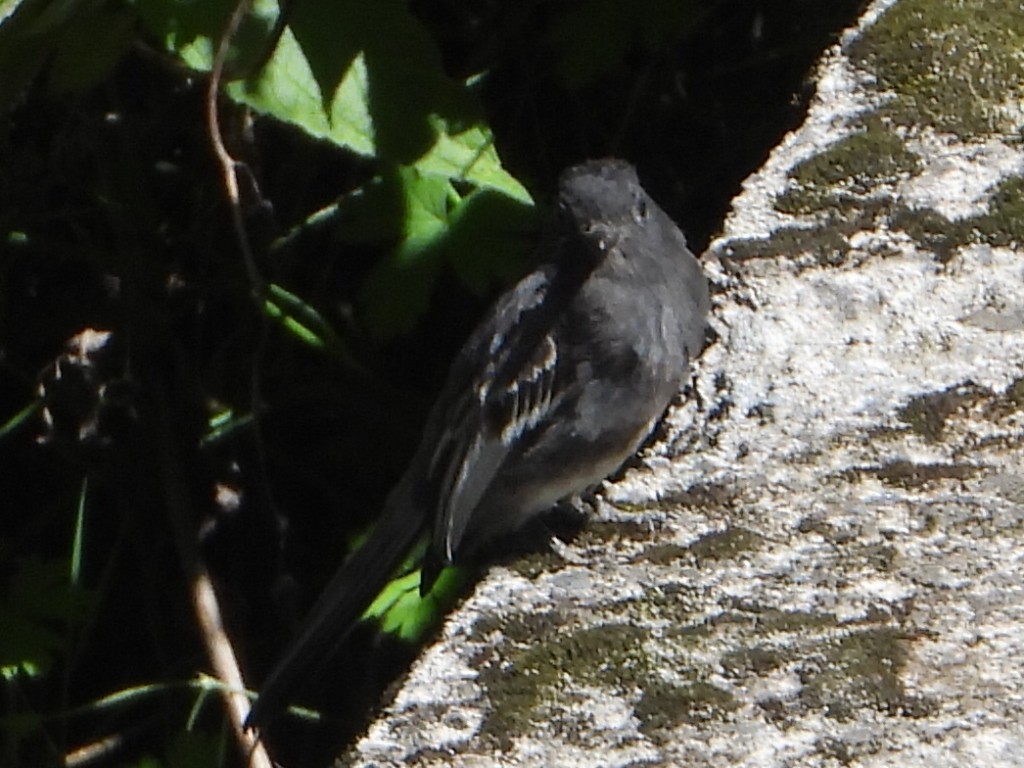 Mosquero Negro - ML646930825