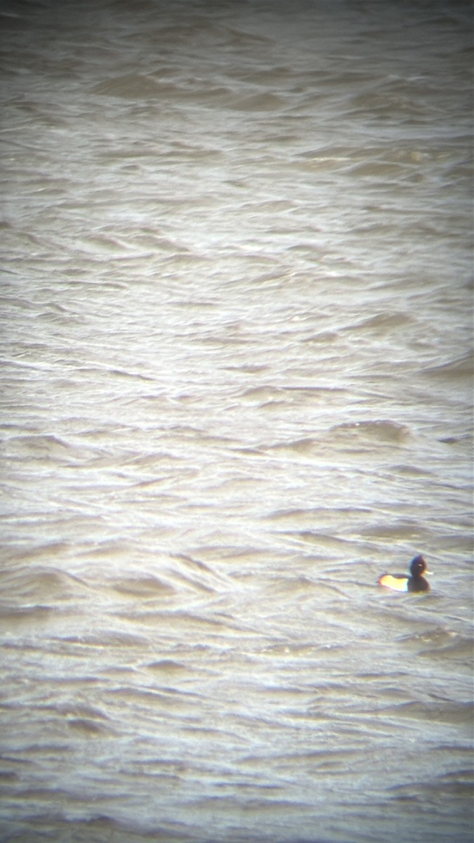 Tepeli Patka - ML646930830