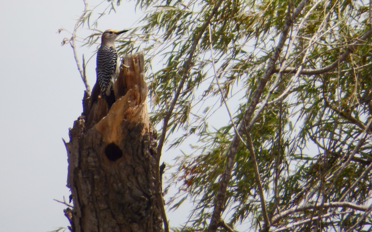 datel zlatočelý - ML646930833