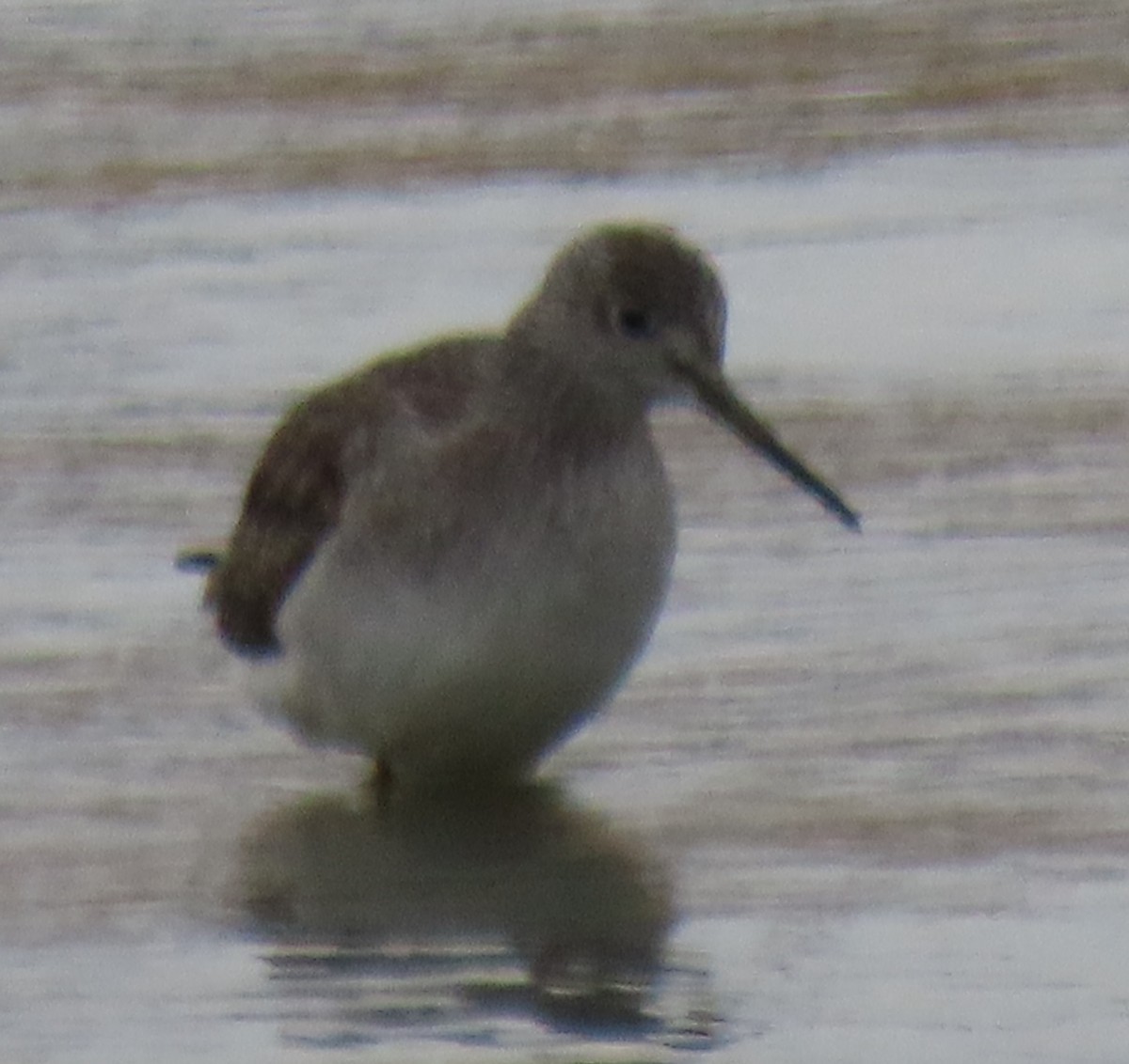 Greater Yellowlegs - ML646930834
