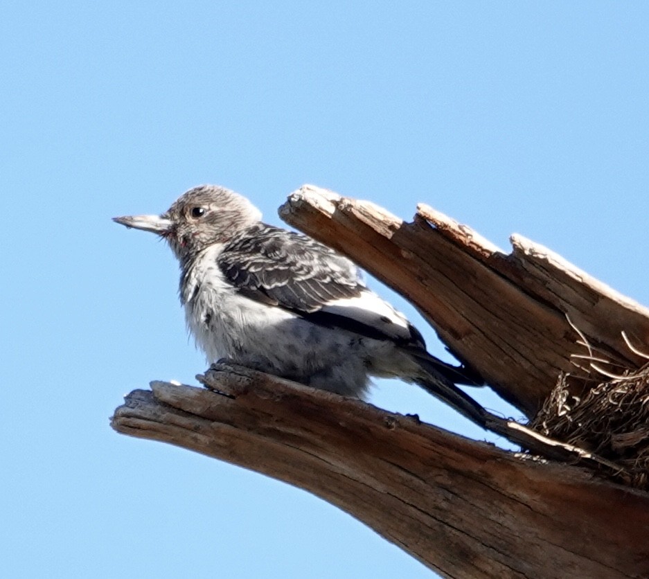 Red-headed Woodpecker - ML646930836