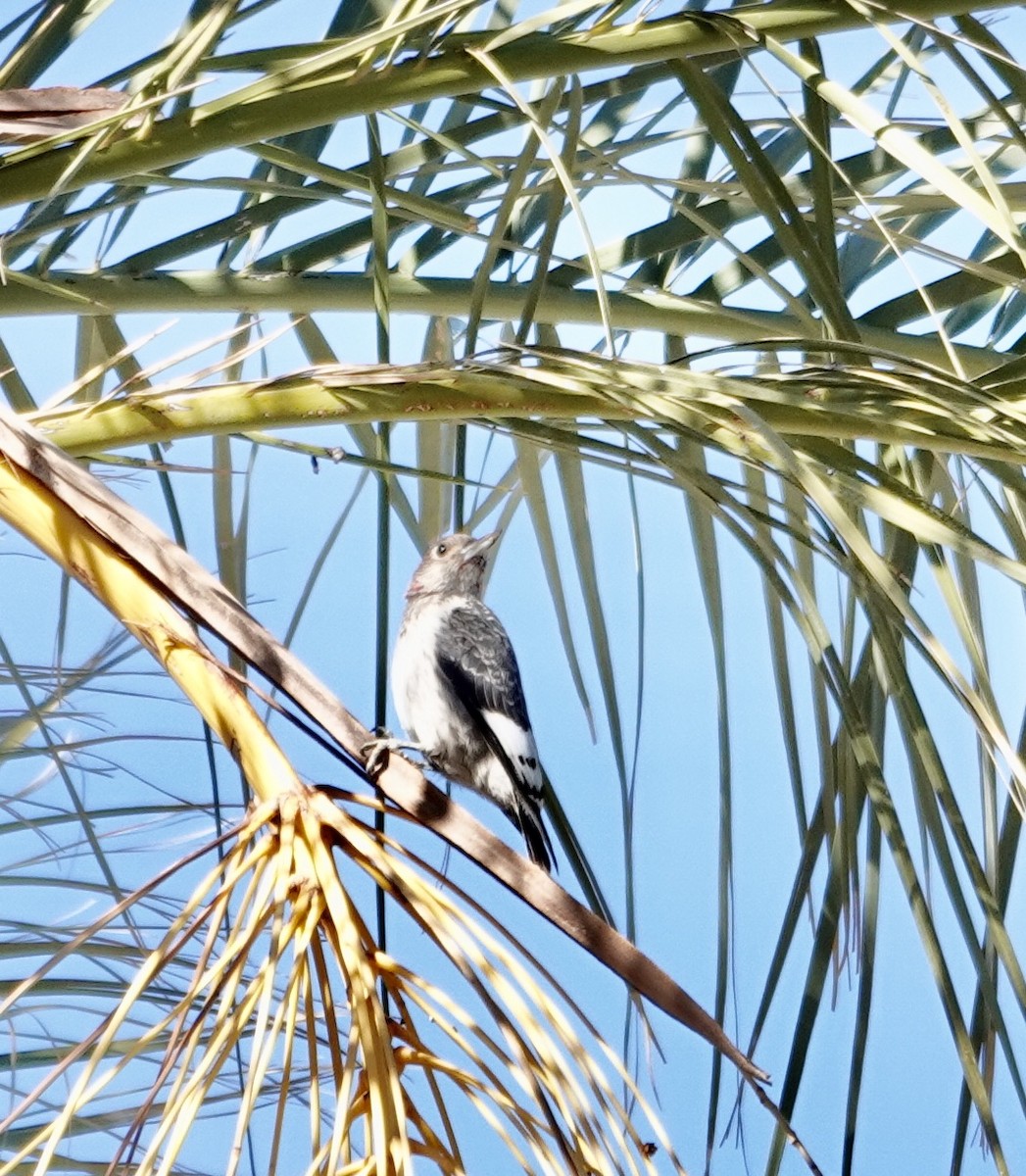 Red-headed Woodpecker - ML646930837