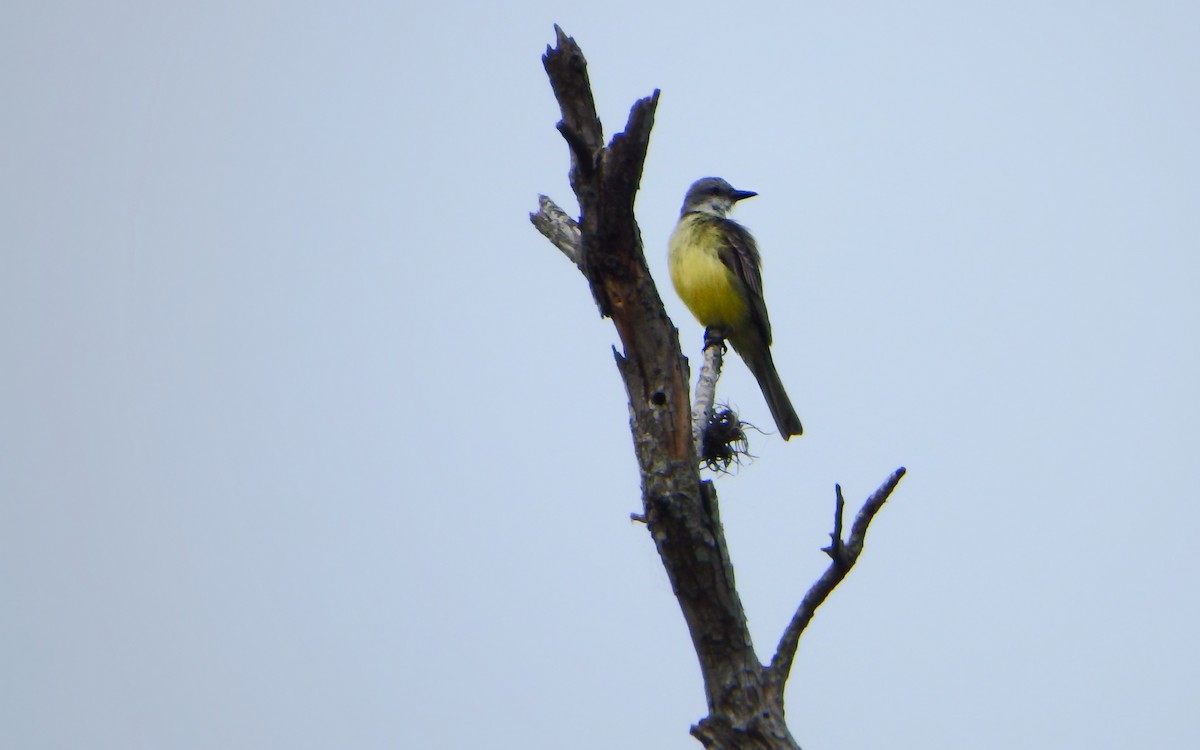 mayakongetyrann - ML646930843