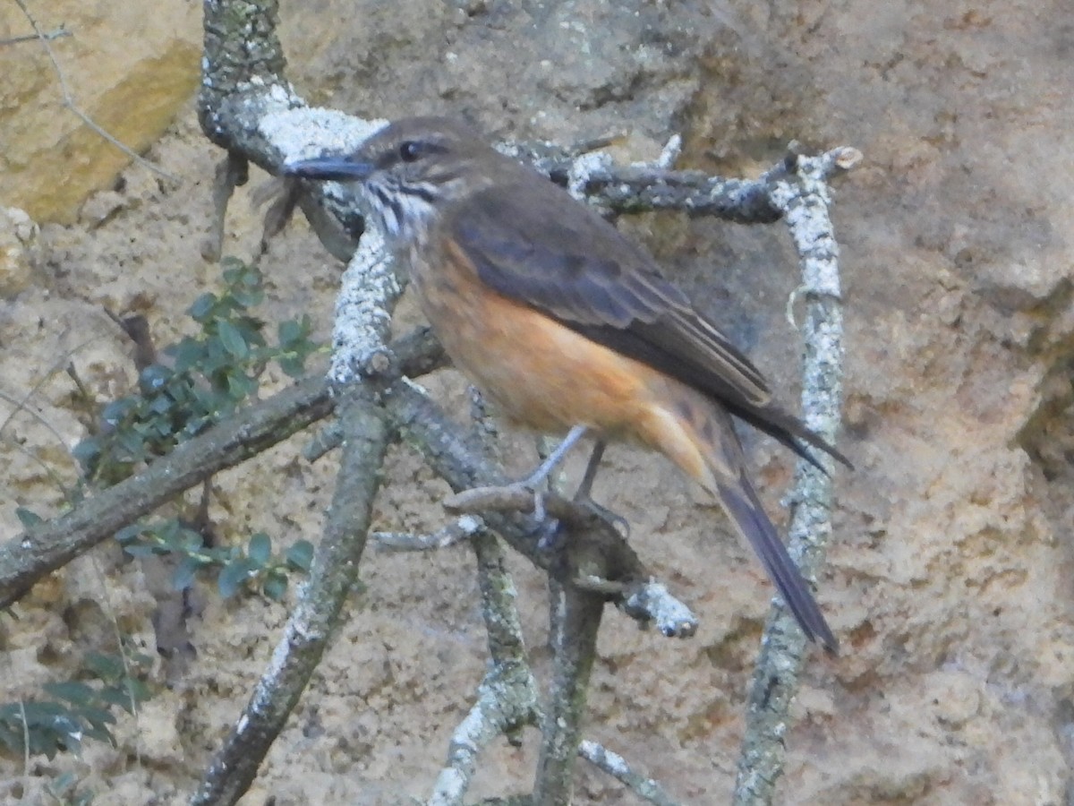 Birro Grande - ML646930844