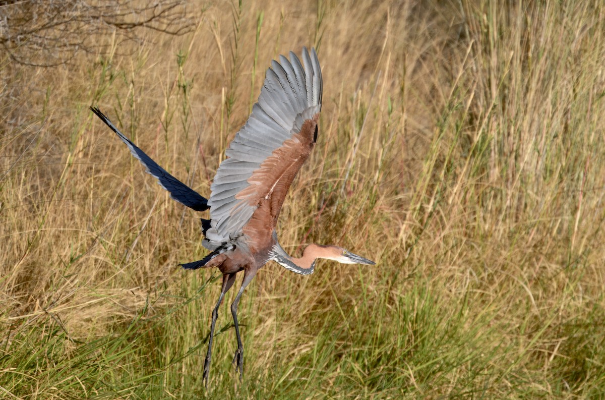 オニアオサギ - ML646930848