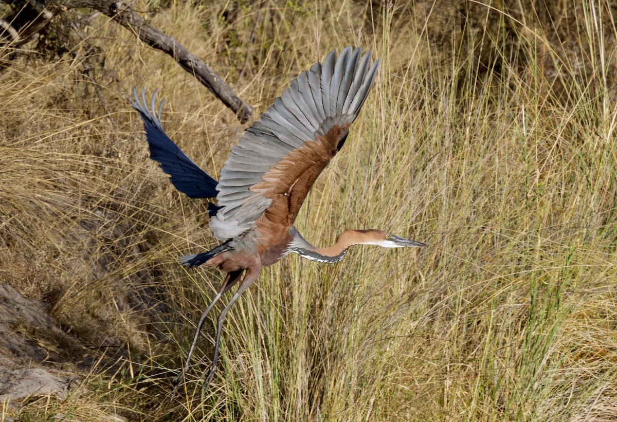 オニアオサギ - ML646930849