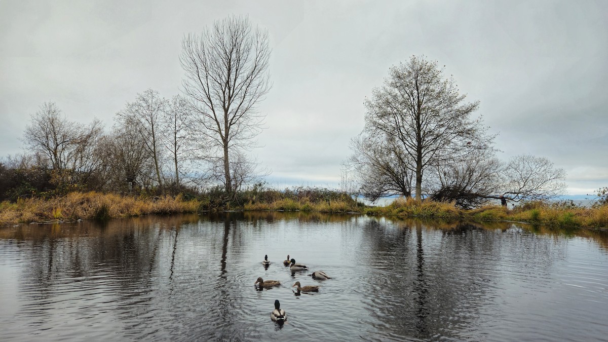 Mallard - ML646930852