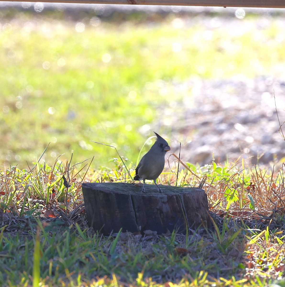 Pyrrhuloxia - ML646930857