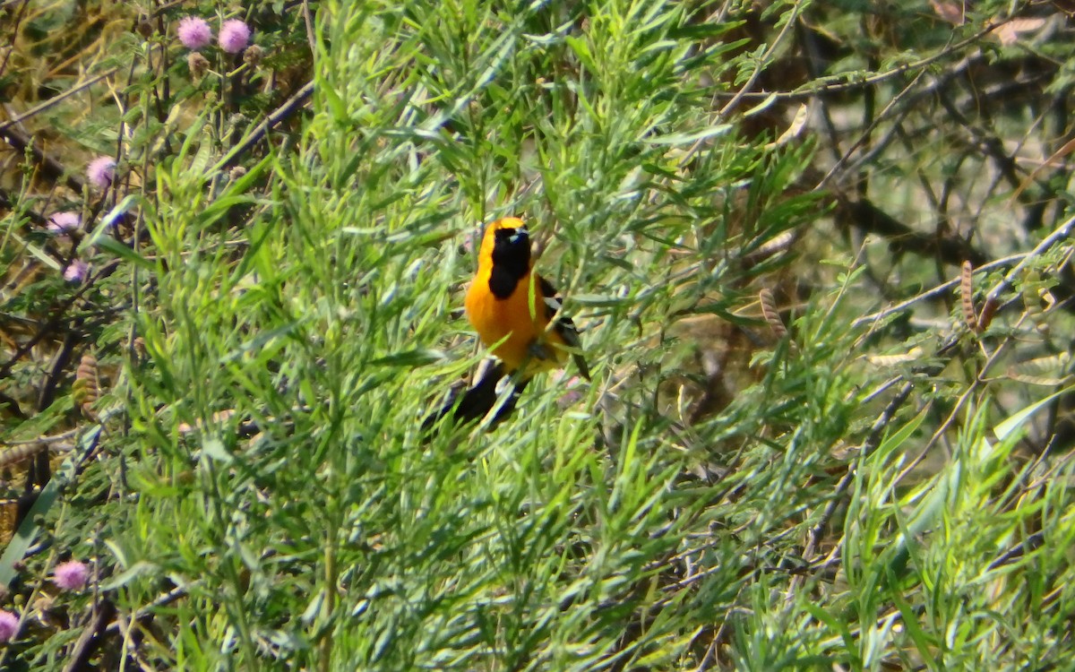 palmetrupial - ML646930858