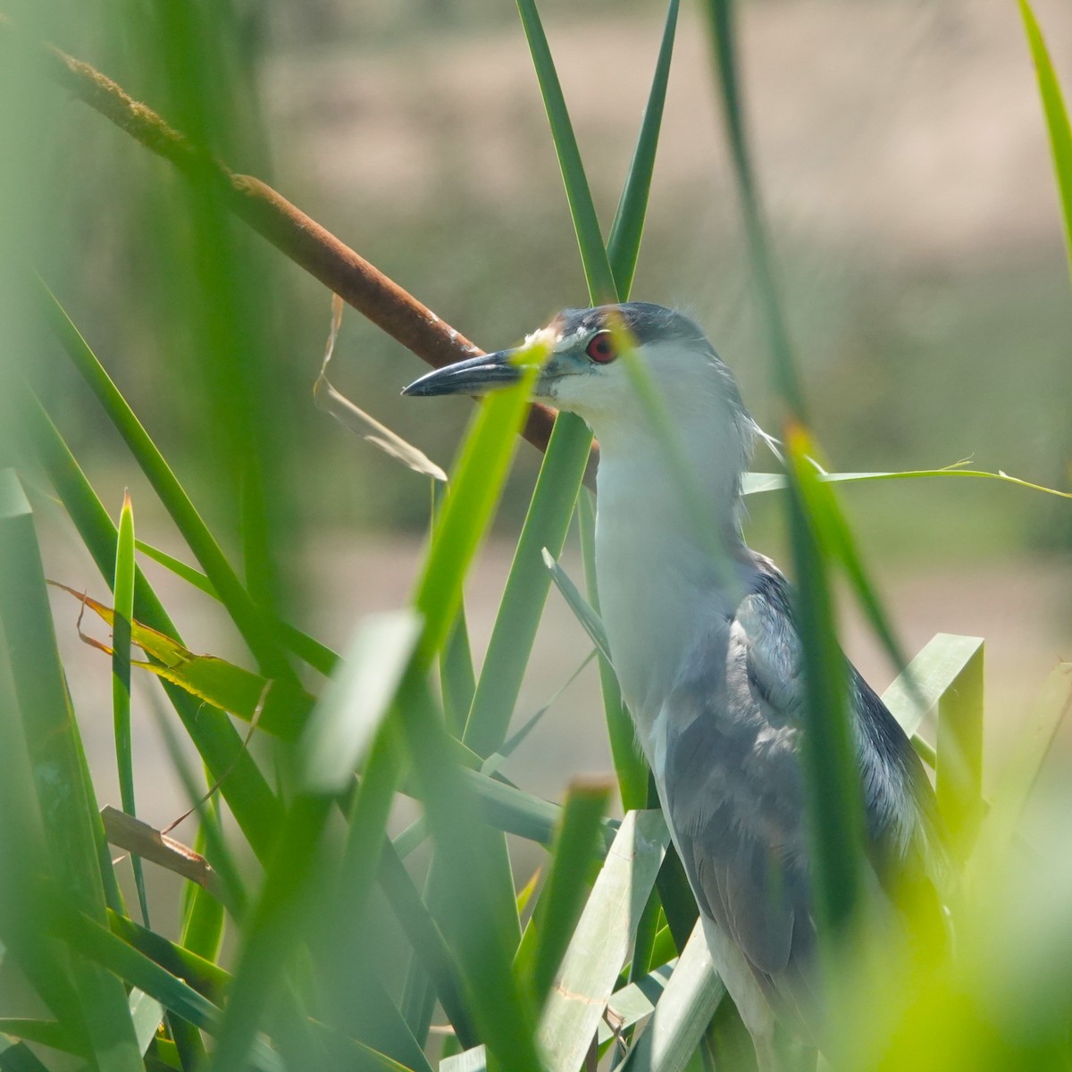 Amiltxori arrunta - ML646930859