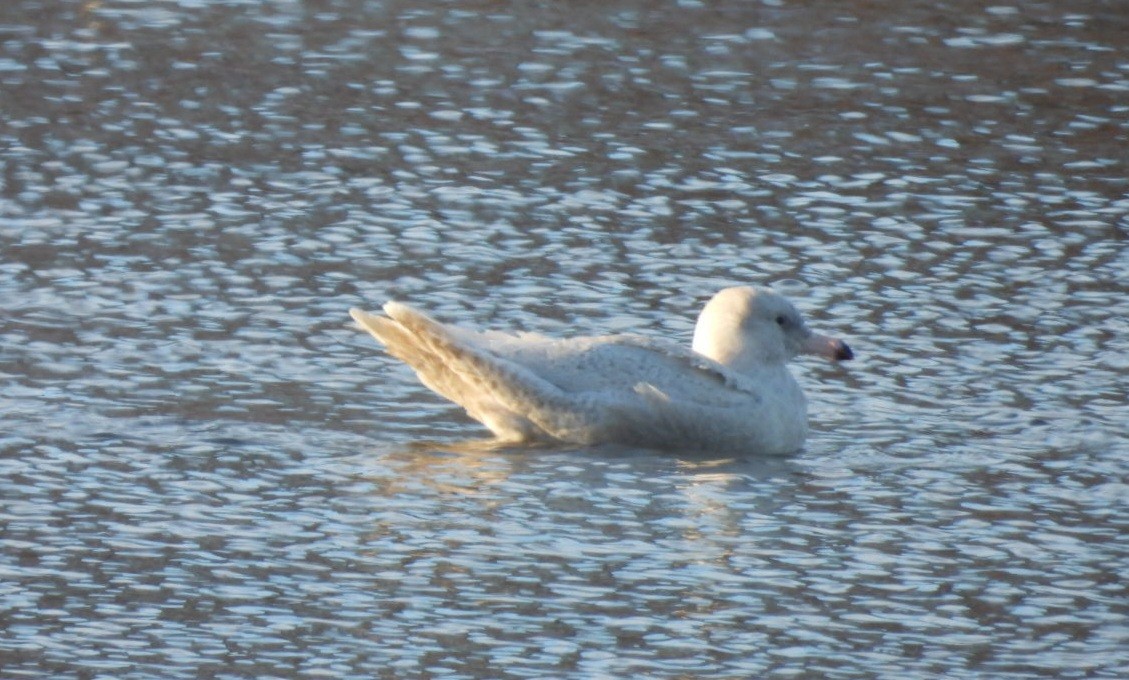 Glaucous Gull - ML646930867