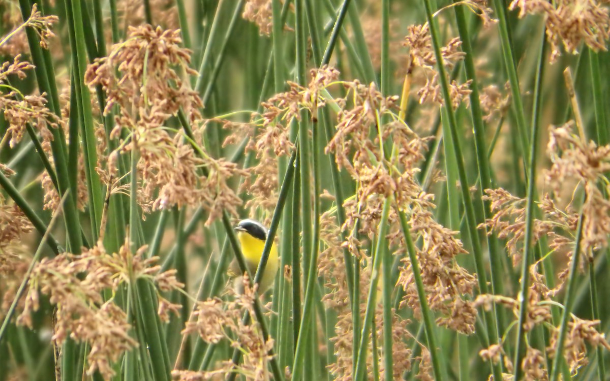 nordgulstrupe - ML646930870