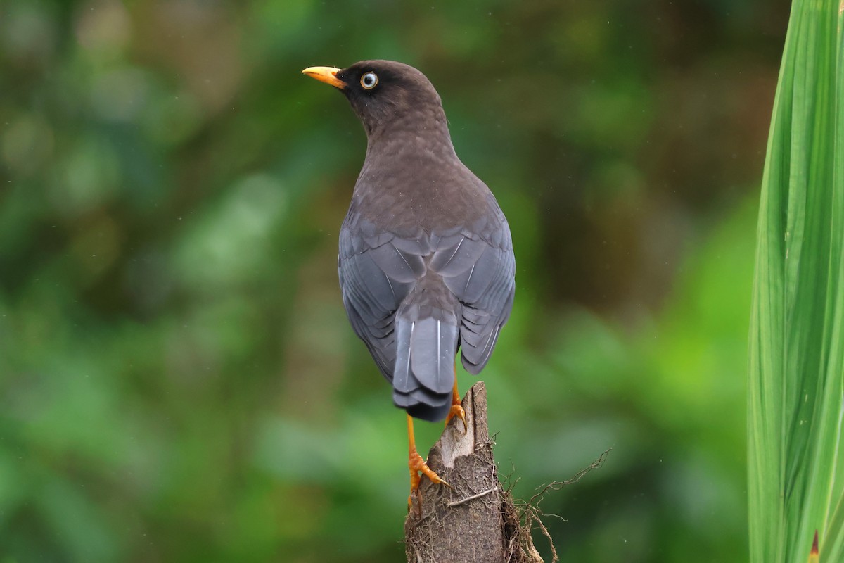 Sooty Thrush - ML646930871